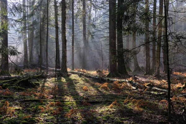 Сонячний Промінь Входить Змішану Лісову Трибуну Вранці Ліс Біаловєза Польща — стокове фото