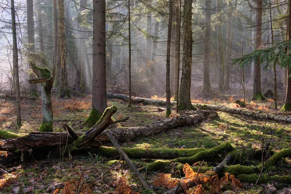 Сонячний Промінь Входить Змішану Лісову Трибуну Вранці Ліс Біаловєза Польща — стокове фото