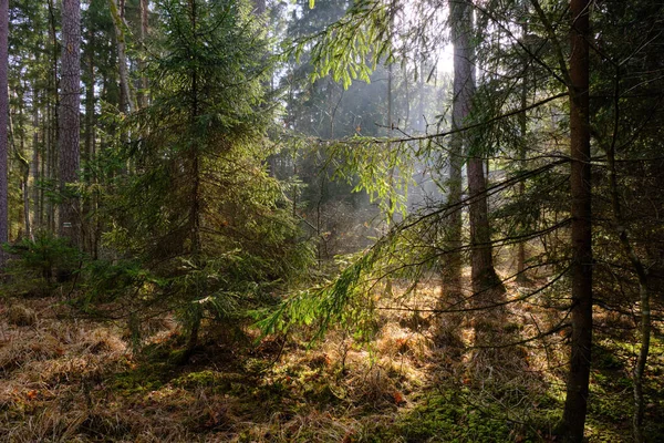 Sluneční Paprsek Smíšeného Lesního Porostu Dopoledních Hodinách Bialowieza Forest Polsko — Stock fotografie