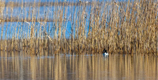 Tek Ortak Altın Göz (Bucephala clurla) erkek, su, Bialowieza ormanı, Polonya, Avrupa