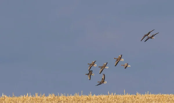 Flock Wild White Fronted Geese Anser Albifrons Flight Blue Sky — Stock Photo, Image