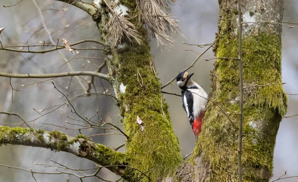 大斑斑啄木鸟 Dendrocopos Major 坐在树干上看着相机 — 图库照片