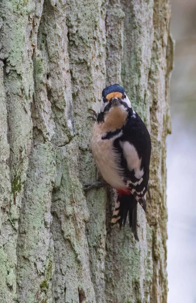 Great Spotted Woodpecker Dendrocopos Major Κοιτάζοντας Την Κάμερα Που Κάθεται — Φωτογραφία Αρχείου