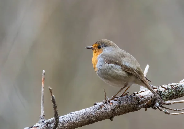 stock image European robin (Erithacus rubecula) sitting on branch, Podlasie Region, Poland