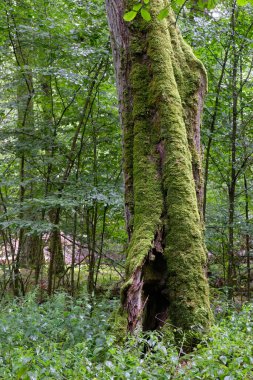 Yaz mevsimi doğal yaprak döken orman ıhlamur ve boynuz demeti ağaçları, Bialowieza Ormanı, Polonya, Avrupa