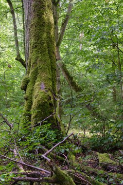 Yaz mevsimi doğal yaprak döken orman ıhlamur ve boynuz demeti ağaçları, Bialowieza Ormanı, Polonya, Avrupa