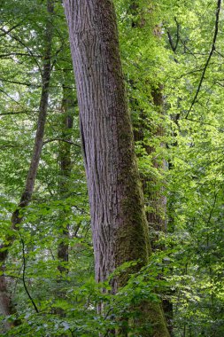 Yaz mevsimi doğal yaprak döken orman ıhlamur ve boynuz demeti ağaçları, Bialowieza Ormanı, Polonya, Avrupa