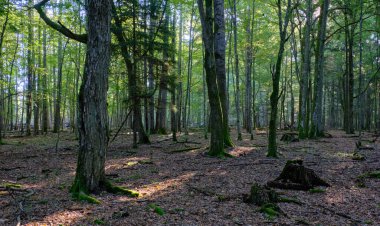 Arka planda meşe ve boynuz demeti ağaçları olan gölgeli yaprak döken ağaç standı, Bialowieza Ormanı, Polonya, Avrupa