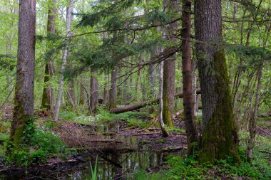 Yaşlı kızılağaç ağaçları arasında akan suyla zengin yaprak döken orman, Bialowieza Ormanı, Polonya, Avrupa