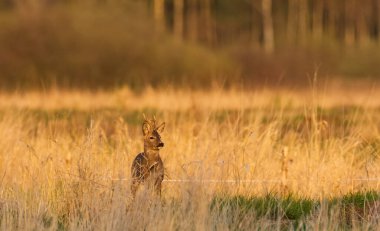 Bahar çayırlarında Roe Deer (Capreolus capreolus) erkek, Podlaskie Voyvodeship, Polonya, Avrupa