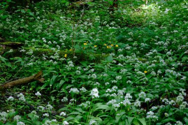 Bahar mevsimi yaprak döken ormanlarda çiçek açan Ramsonlar Bialowieza Ormanı, Polonya, Avrupa