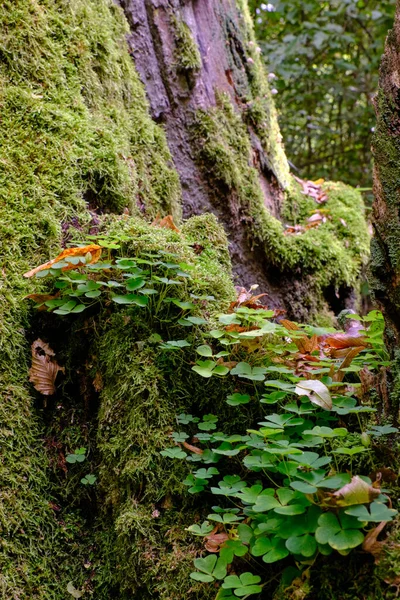 Παλαιό Φυσικό Φυλλοβόλο Δάσος Φθινόπωρο Παλιά Κούτσουρο Βελανιδιάς Ξύλο Sorrel — Φωτογραφία Αρχείου