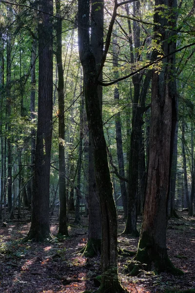 Shady Decídua Árvore Stand Com Carvalho Hornbeam Árvores Fundo Bialowieza — Fotografia de Stock