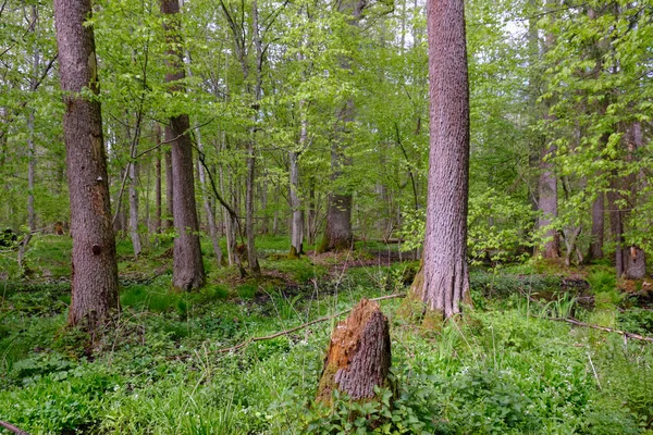 Reicher Laubwald Mit Alten Erlen Bialowieza Wald Polen Europa — Stockfoto