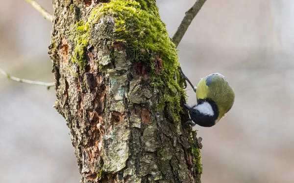 Great Tit Parus Major Food Searching Closeup Bialowieza Forest Poland — Stockfoto
