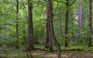 Yazın eski yaprak döken ormanlarda yaşlı ağaçlar, Bialowieza Ormanı, Polonya, Avrupa