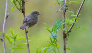 Ahududu sapı, Bialowieza Ormanı, Polonya, Avrupa 'da kameraya bakan yaygın Chiffchaff (Phylloscopus collybita)