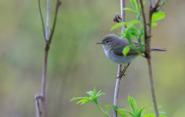 Ahududu sapı, Bialowieza Ormanı, Polonya, Avrupa 'da kameraya bakan yaygın Chiffchaff (Phylloscopus collybita)
