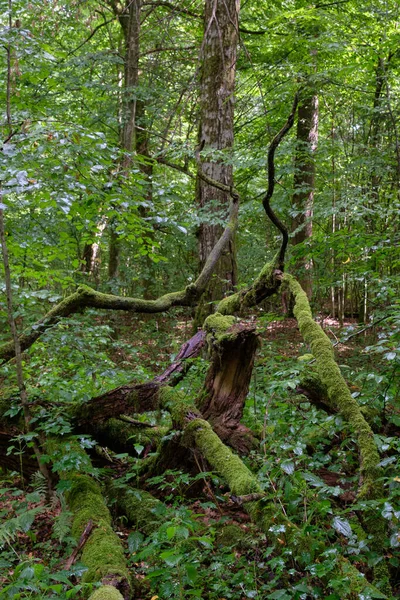 Bosque Caducifolio Verano Con Rama Roble Roto Primer Plano Bosque — Foto de Stock