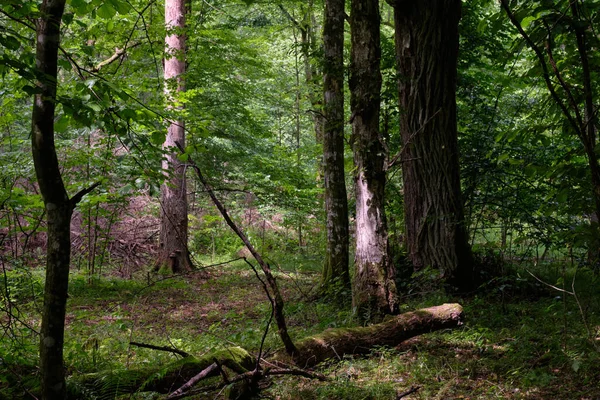 Summertime Deciduous Forest Old Hornbeam Trees Juvenile Ones Bialowieza Forest — Fotografia de Stock