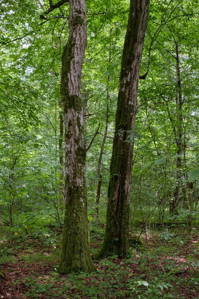 Summertime Deciduous Forest Old Hornbeam Trees Juvenile Ones Bialowieza Forest — Fotografia de Stock