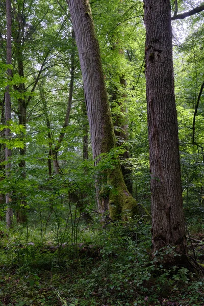 Letni Naturalny Las Liściasty Lipami Grabami Puszcza Białowieska Polska Europa — Zdjęcie stockowe
