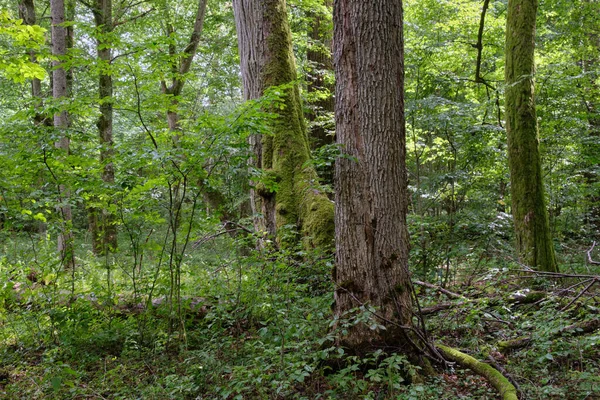 Letni Naturalny Las Liściasty Lipami Grabami Puszcza Białowieska Polska Europa — Zdjęcie stockowe