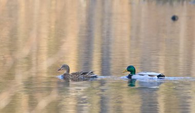 Mallard (Anas platyrhynchos) çifti baharda sakin ve parlak suya karşı, Podlasie Voyvodeship, Polonya, Avrupa