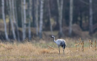 Bulanık tarımla mücadele alanında ortak Crane (Grus grus), Podlaskie Voyvodeship, Polonya ve Avrupa