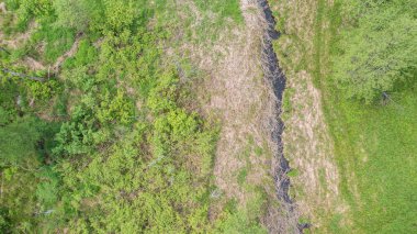 Orman nehri nehir kenarındaki ağaç standı ve yolu geçiyor, Bialowieza Ormanı, Polonya, Avrupa