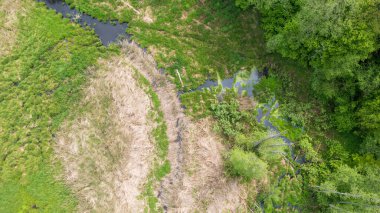 Ölü ağaç kütükleriyle dolu orman nehri Bialowieza Ormanı, Polonya, Avrupa