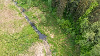 Ölü ağaç kütükleriyle dolu orman nehri Bialowieza Ormanı, Polonya, Avrupa