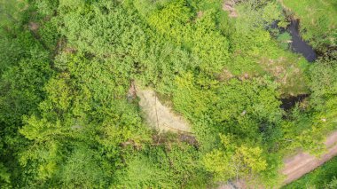 Bialowieza Ormanı, Polonya ve Avrupa 'da nehir kıyısında nehir kıyısında küçük bir gölet.