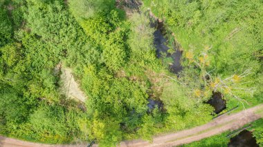 Orman nehri nehir kenarındaki ağaç standı ve yolu geçiyor, Bialowieza Ormanı, Polonya, Avrupa