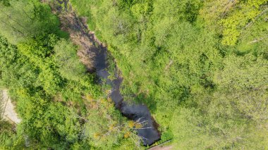 Orman nehri nehir kenarındaki ağaç standı ve yolu geçiyor, Bialowieza Ormanı, Polonya, Avrupa