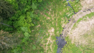Ölü ağaç kütüğüyle kaplı orman nehri Bialowieza Ormanı, Polonya, Avrupa