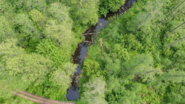 Ölü ağaç kütüğüyle kaplı orman nehri Bialowieza Ormanı, Polonya, Avrupa