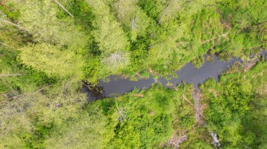 Ölü ağaç kütüğüyle kaplı orman nehri Bialowieza Ormanı, Polonya, Avrupa