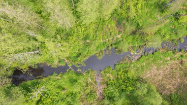 Ölü ağaç kütüğüyle kaplı orman nehri Bialowieza Ormanı, Polonya, Avrupa
