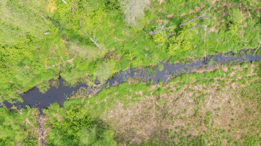 Ölü ağaç kütüğüyle kaplı orman nehri Bialowieza Ormanı, Polonya, Avrupa