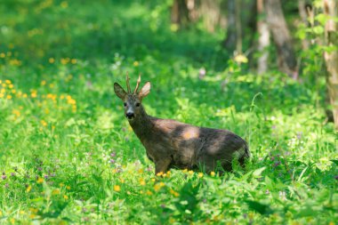 Roe Deer (Capreolus capreolus) erkek, bahar ormanı Podlaskie Voyvodeship, Polonya, Avrupa 'da kameraya bakıyor