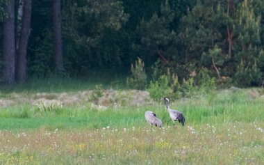 Bulanık çayır ve orman, Podlaskie Voyvodeship, Polonya ve Avrupa 'ya karşı sahada ortak Crane (Grus grus)