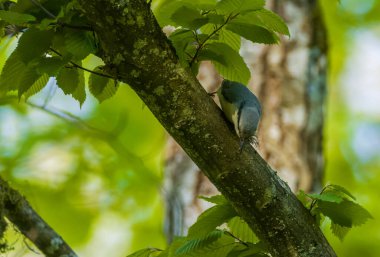 Bahar mevsiminde avlanan kızılağaç ağacı üzerinde Avrasya Boğazı (Sitta europaea), Polonya, Avrupa