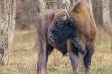 Avrupa Bizonu (Bison bonasus) erkek bahar ormanı geçmişe bakıyor, Bialowieza Ormanı, Polonya, Avrupa