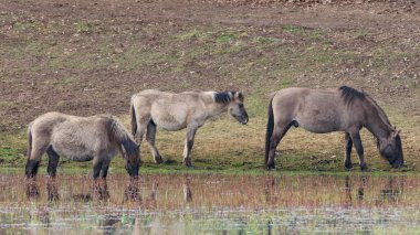 Tarpan, Polonya atlarının bahar aylarında yürümesi gibi sel basmış çayırlar, Narew Vadisi, Polonya, Avrupa