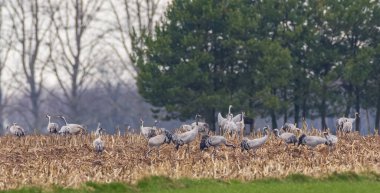 Bulanık orman, Podlaskie Voyvodeship, Polonya ve Avrupa 'ya karşı ortak Crane (Grus grus)