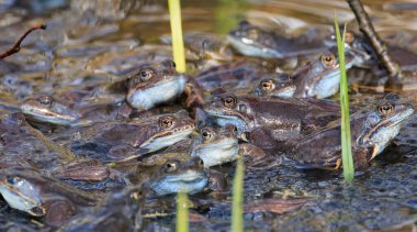 Moor Frogs (Rana arvalis) kameraya, Bialowieza ormanına, Polonya 'ya ve Avrupa' ya bakarak suyun üzerinde yol alır.