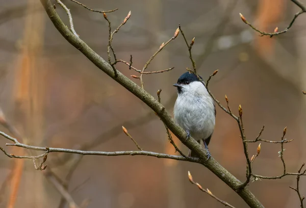Willow Tit Poecile Montanus Closeup Springsitting Tree Trunk Bialowieza Forest — Stockfoto