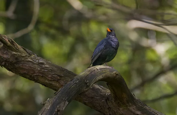 Comune Blackbird Turdus Merula Maschio Sul Ramo Guardando Fotocamera Podlaskie — Foto Stock