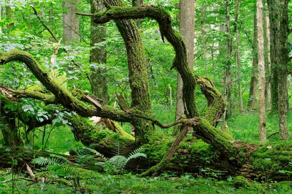 Velho Musgo Carvalho Quebrado Envolto Suporte Árvore Caduca Verão Floresta — Fotografia de Stock